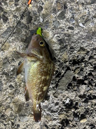 エゾメバルの釣果