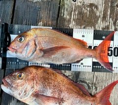 マダイの釣果