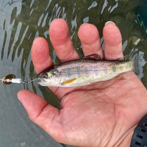 ニジマスの釣果