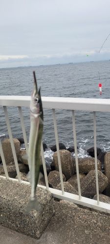 サヨリの釣果