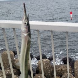 サヨリ
