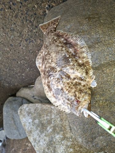 ヒラメの釣果