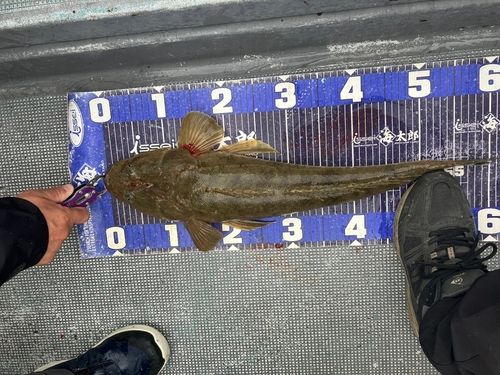 マゴチの釣果