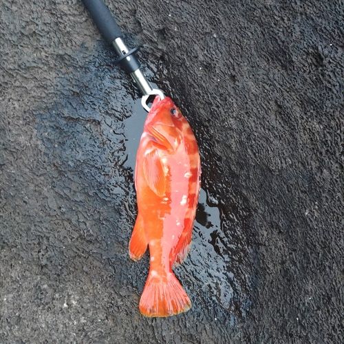 アカハタの釣果