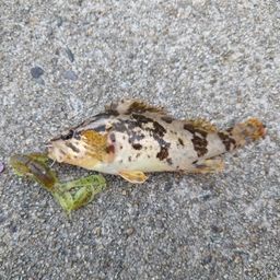 タケノコメバル