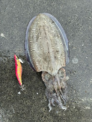 モンゴウイカの釣果
