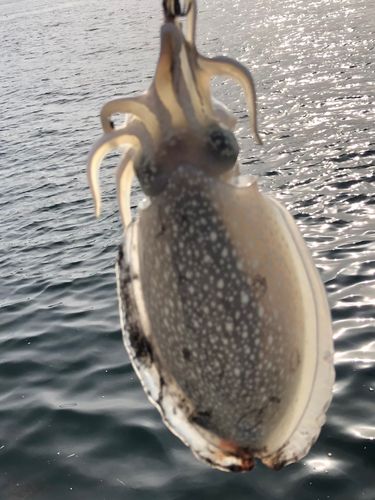シリヤケイカの釣果