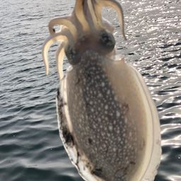 シリヤケイカ