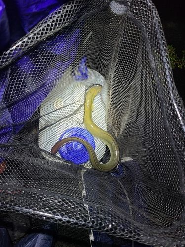 ウナギの釣果