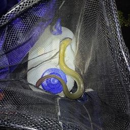 ウナギ