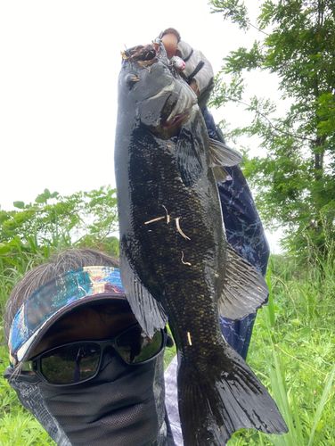 スモールマウスバスの釣果