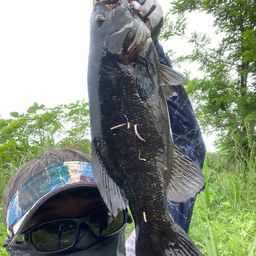 スモールマウスバス