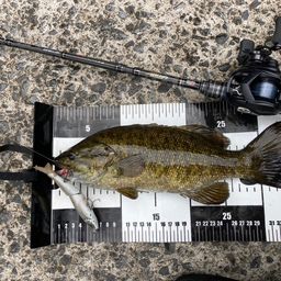 スモールマウスバス