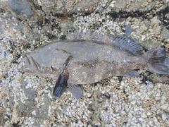 ヤイトハタの釣果
