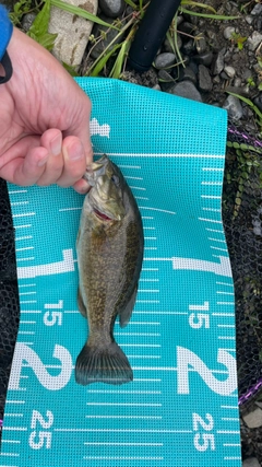 スモールマウスバスの釣果