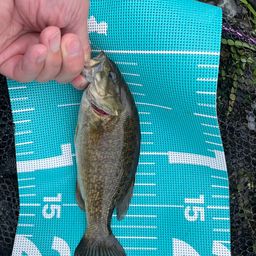 スモールマウスバス