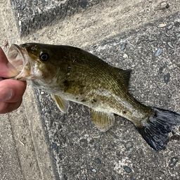 スモールマウスバス