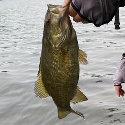 スモールマウスバス