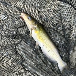 アメリカンキャットフィッシュ