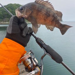 メバル