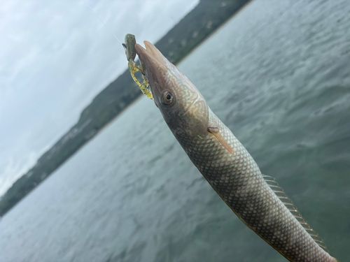 釣果