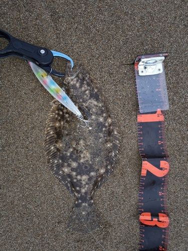 ソゲの釣果