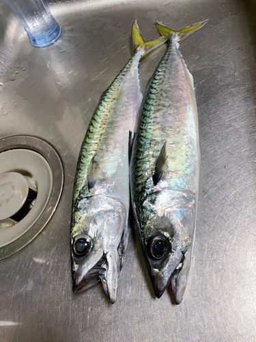サバの釣果