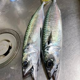 サバ