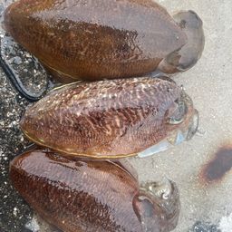 コウイカ