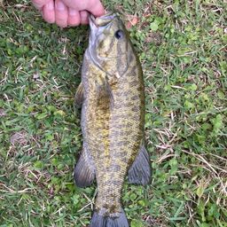 スモールマウスバス