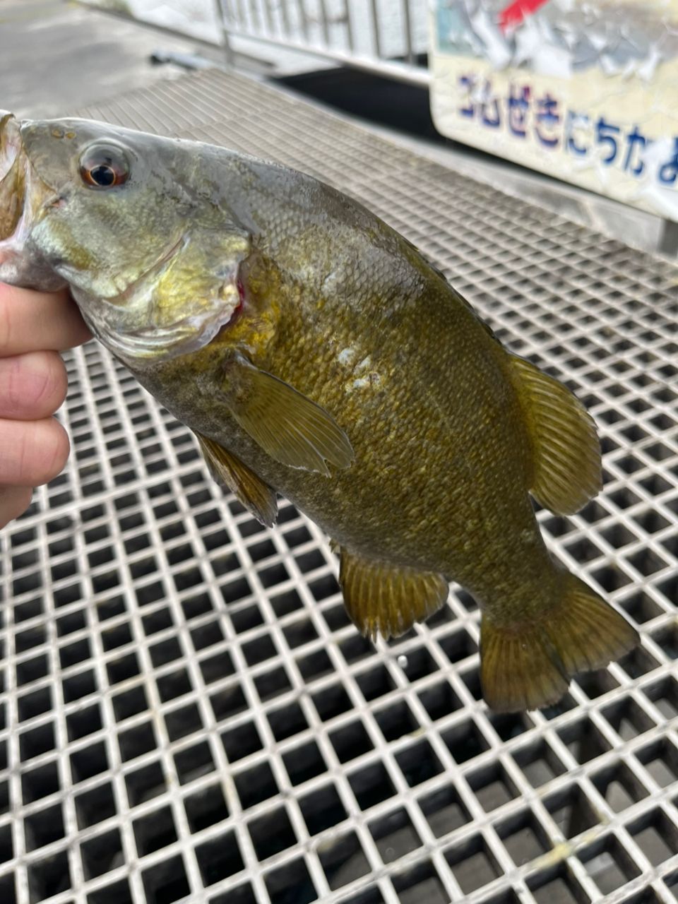 スモールマウスバス