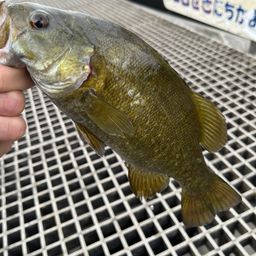 スモールマウスバス