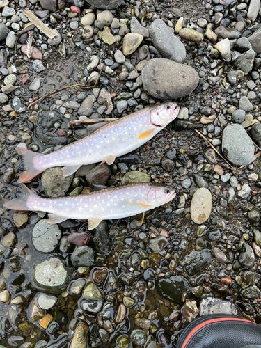 アメマスの釣果
