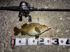 ガヤの釣果