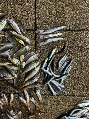 カマスの釣果