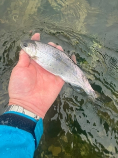 ヤマメの釣果