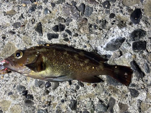 エゾメバルの釣果