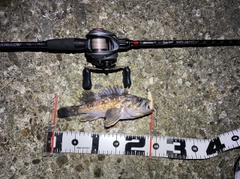 クロソイの釣果