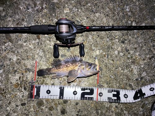 クロソイの釣果