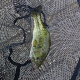 ラージマウスバス