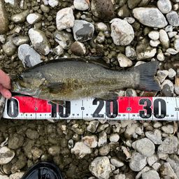 スモールマウスバス