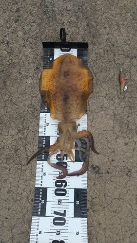 アオリイカの釣果