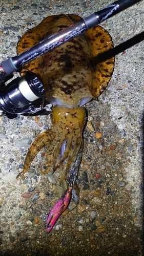 アオリイカの釣果
