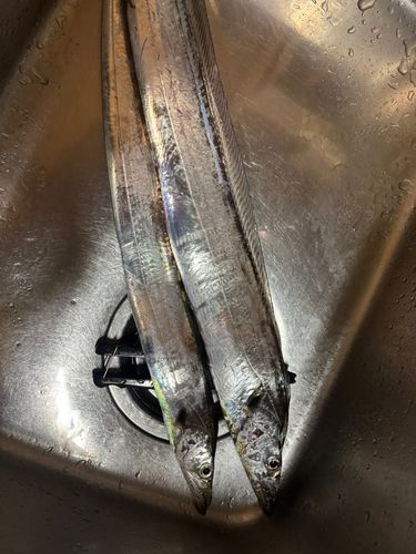 タチウオの釣果