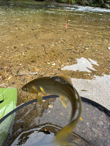 アユの釣果