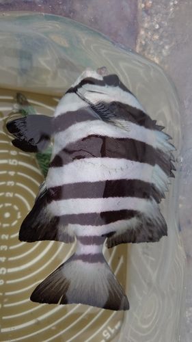 イシダイの釣果