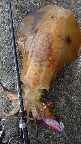アオリイカの釣果