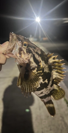 タケノコメバルの釣果