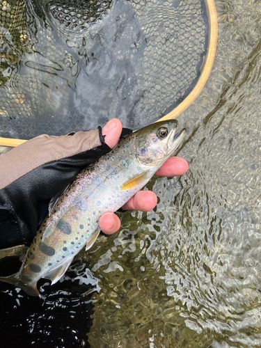 ヤマメの釣果