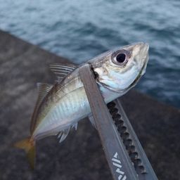 アジ
